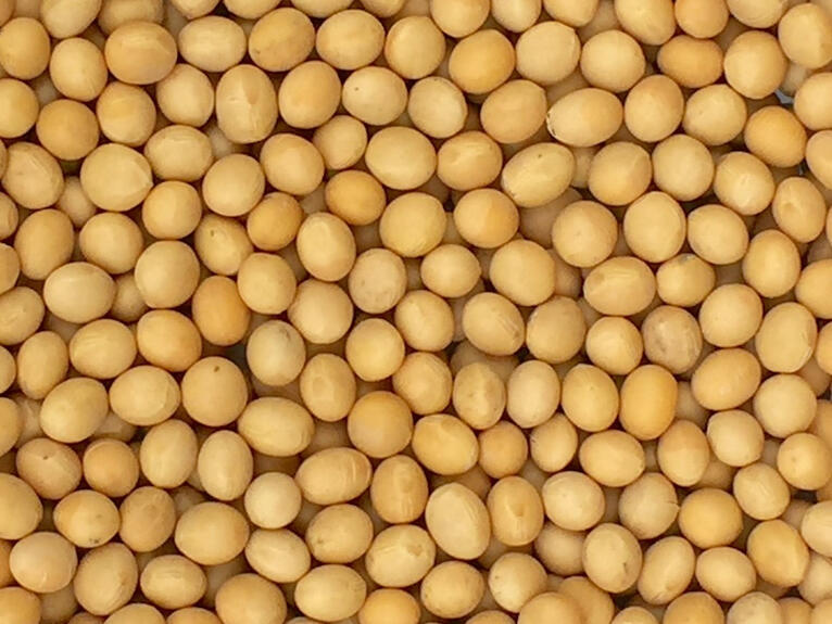 soybeans for homemade tofu preparation soybeans for homemade tofu preparation